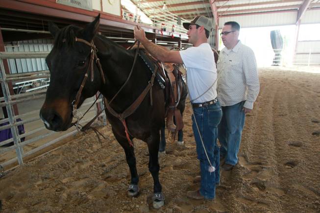 UNLV rodeo cowboy Tyler Mitchell gets Anson ready for Las Vegas Sun sports editor Ray Brewer Nov. 2, 2012.